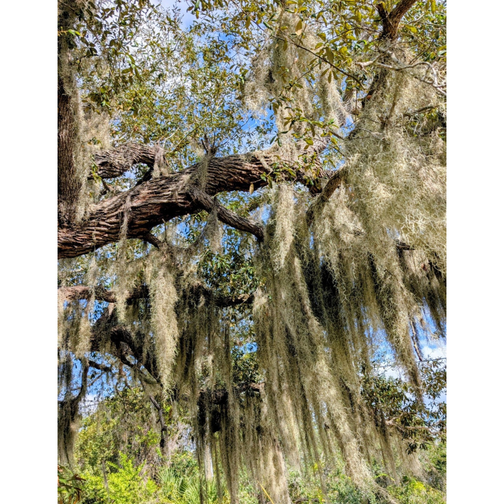 5 Gallons Spanish Moss Tillandsia Usneoides Air plant Plants Crafts Long